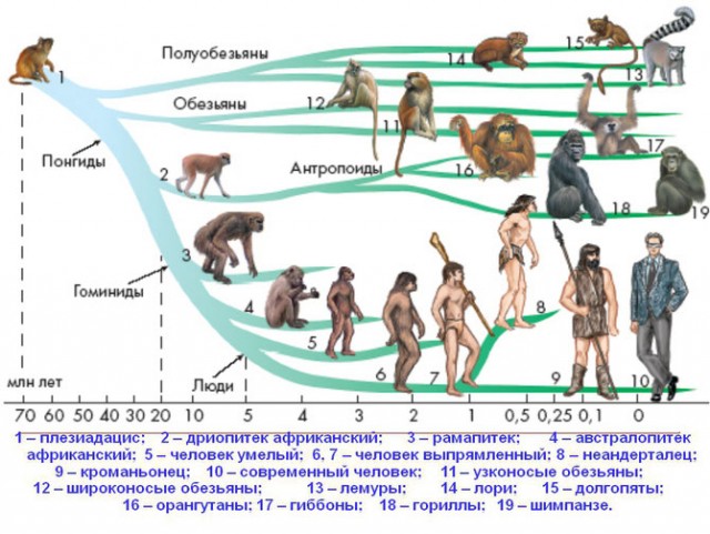 Одна черно-белая картинка.