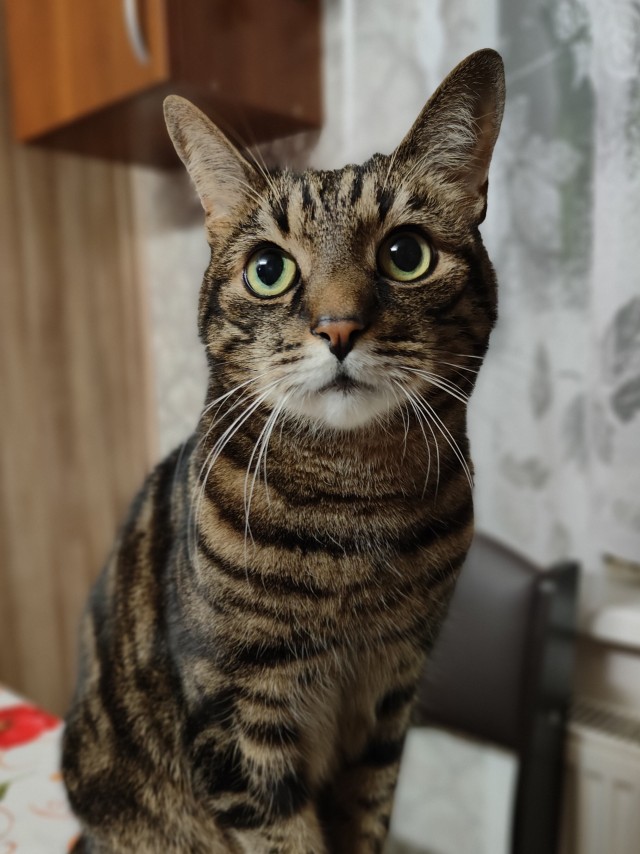 Начинаем котовторник.