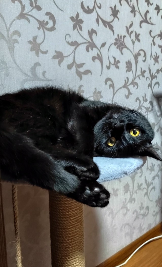 Чёрные коты не такие