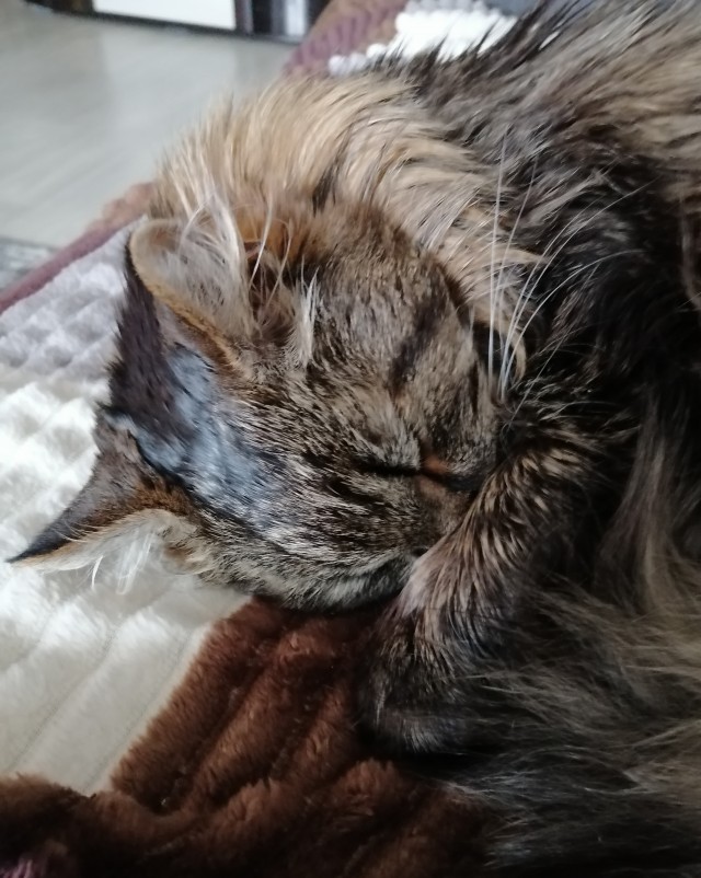 Котовторник