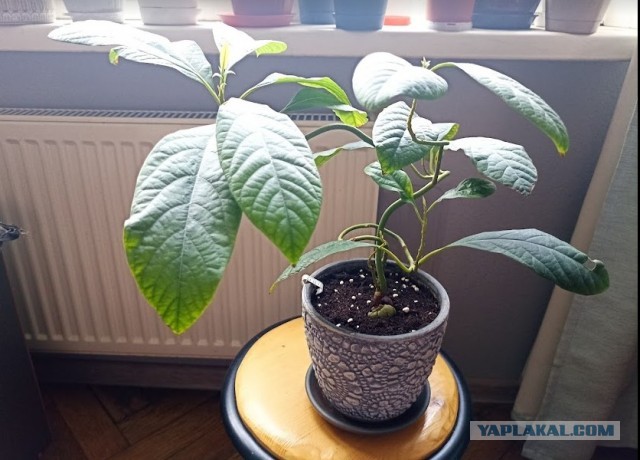 Знакомьтесь, Авакадий