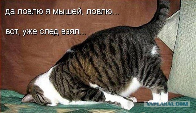 Где коты свернули не туда?