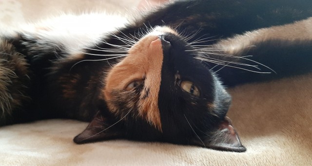 Котя моя. Ну и пусть собакочетверг!