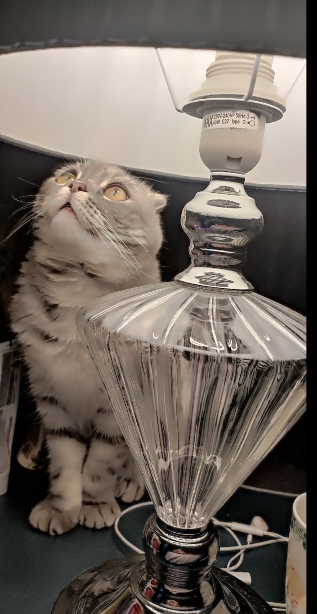 К котовторнику. Пришел жить
