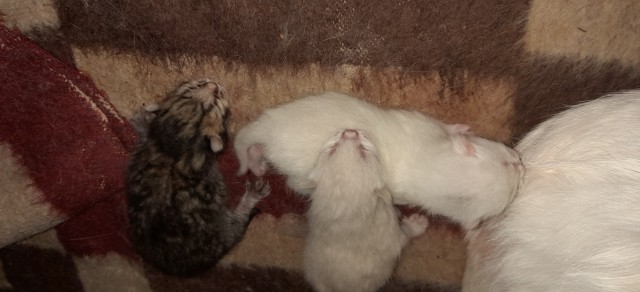 Надо кому котят?