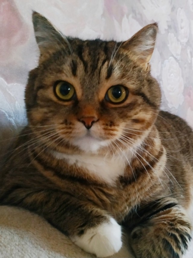 Теперь и мы - участники котовторника!