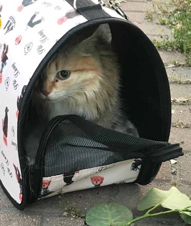 Милую кошку бросили в аэропорту Екатеринбурга.