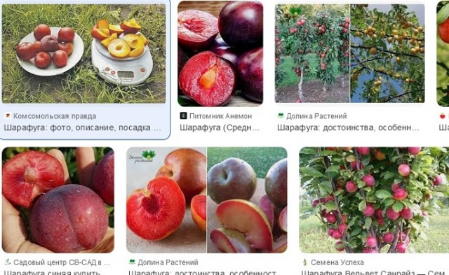 ЯП всемогущий