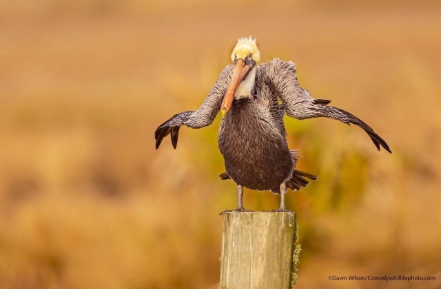 Самые смешные снимки животных в дикой природе за всю историю фотоконкурса Comedy Wildlife Photography Awards