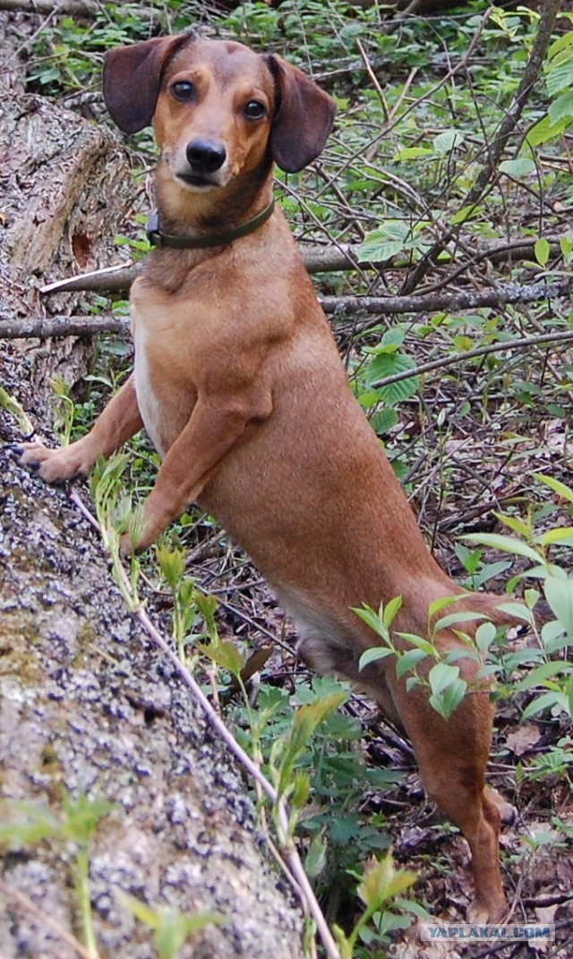 Человек и собака