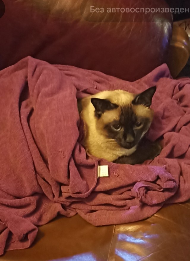 Купила кошке ковëр