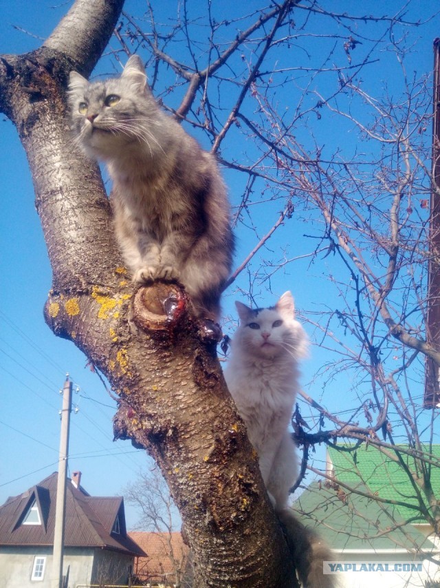 Слепоглухая кошка
