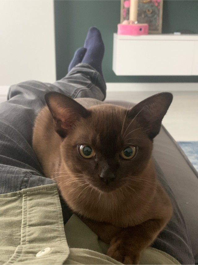 Мое котэ