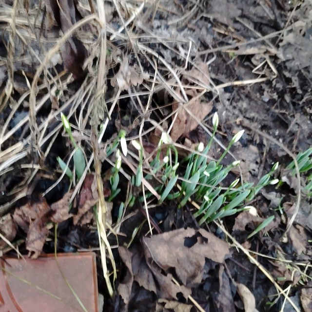 Подснежники, Подмосковье, январь 2025год