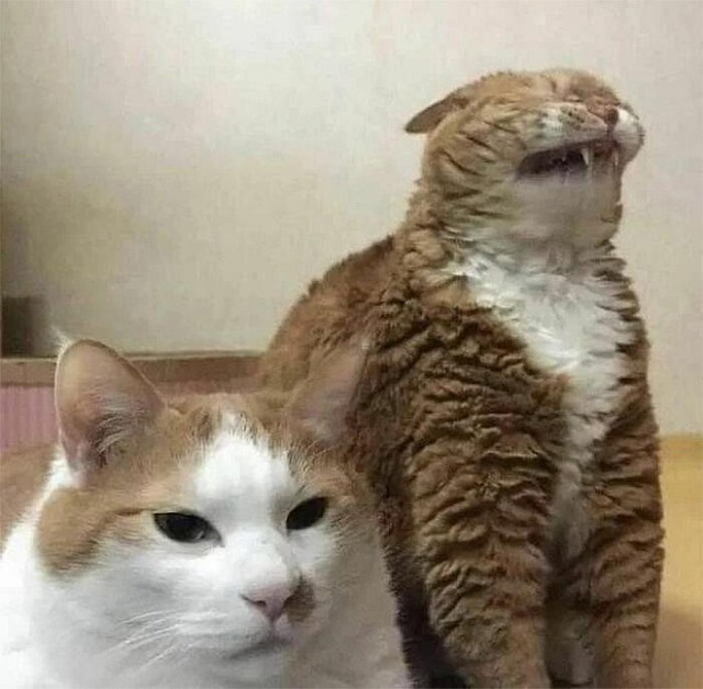 Смешные коты, которые бы победили на конкурсе абсурдных фотографий