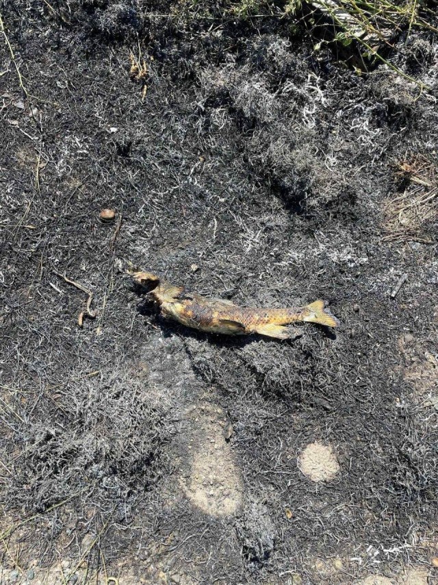 В Канаде птица устроила пожар – ее за это арестовали