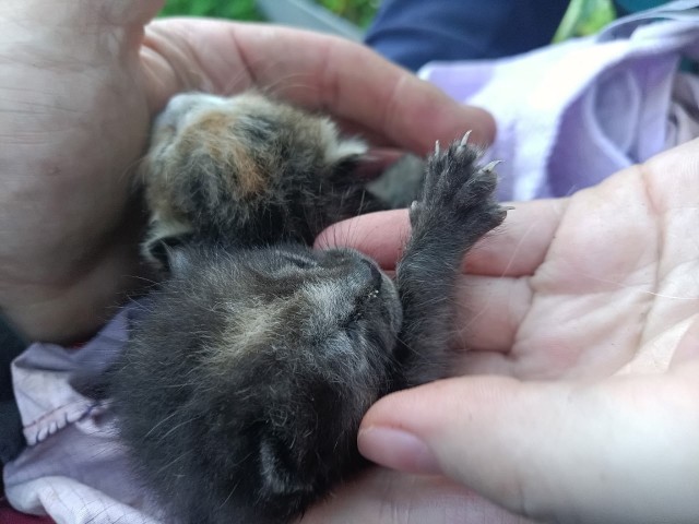 Недельных котят спасли из заброшенного дома в садоводстве Ново-Анненское-Медное (Кировский район ЛО).