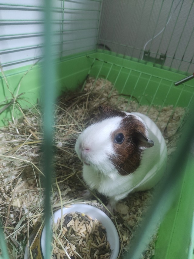 Нет котиков, есть свинка.