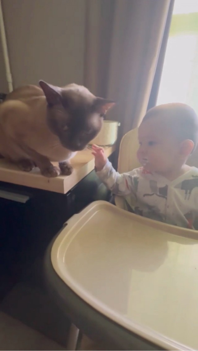 Вторник. Котовторник