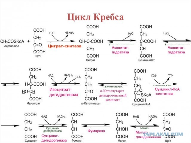 Как еда превращается в энергию: цикл Кребса без формул