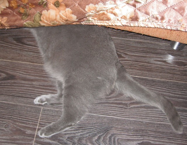 Котовторник 8.10.2013