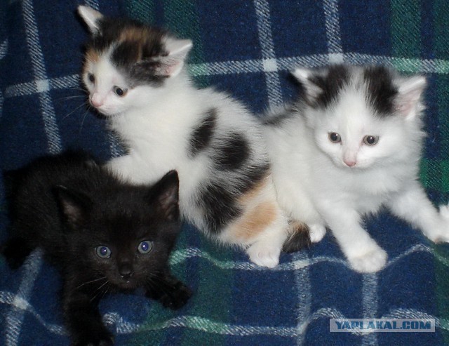 Котовторник 26.11.2013