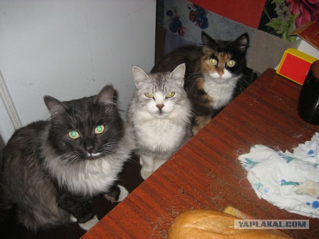 Котовторник 10.06.2014