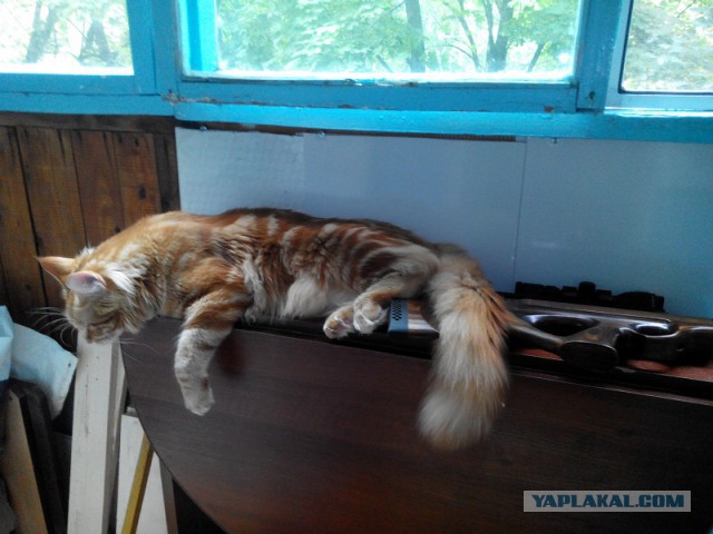 Котовторник 17.06.2014