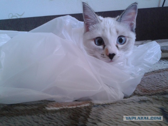 Котовторник 24.06.2014