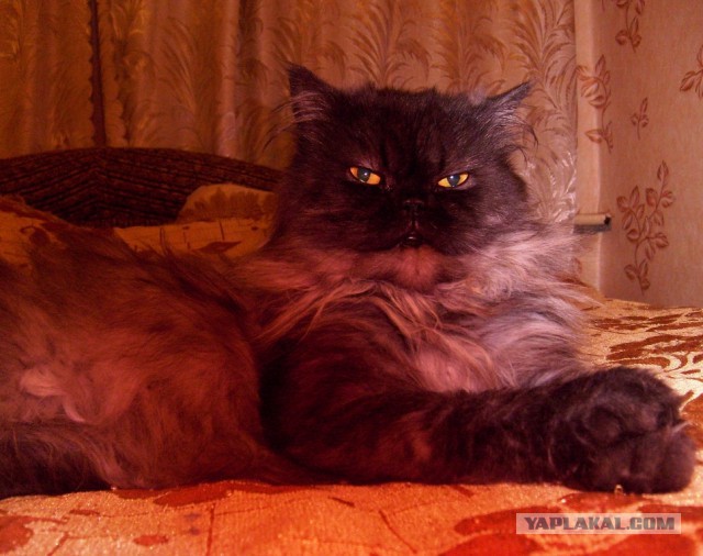 Котовторник 01.07.2014