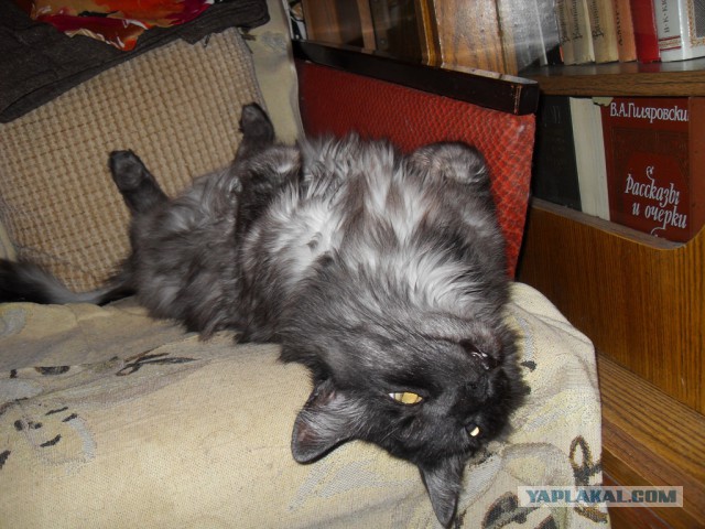 Котовторник  08.07.2014