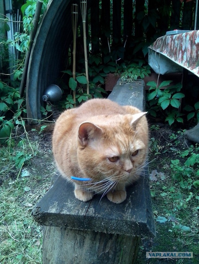 Котовторник 26.08.14.