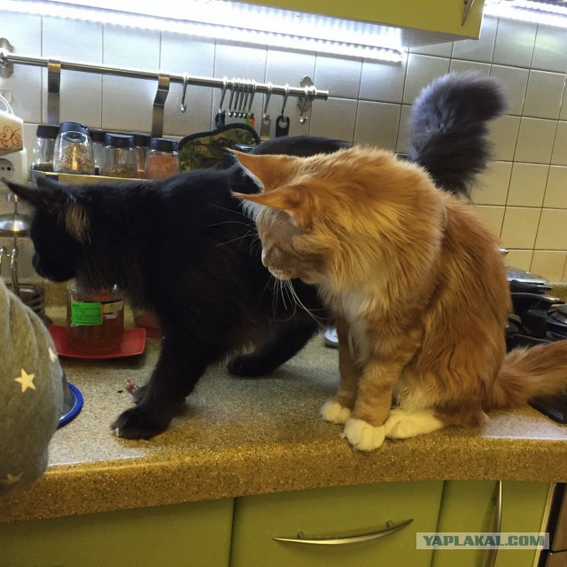 Котовторник 27.01.2015
