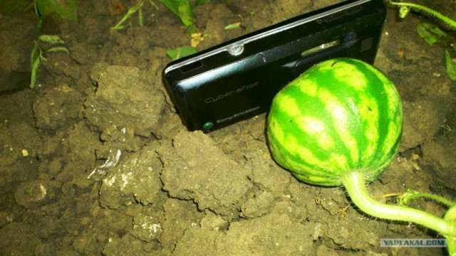 Арбуз. Начало...