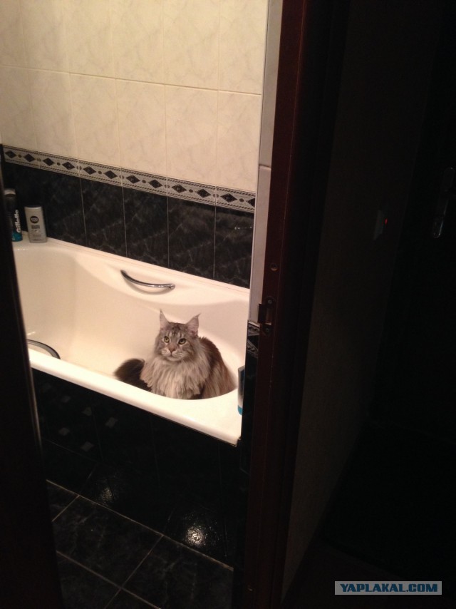 Котовторник