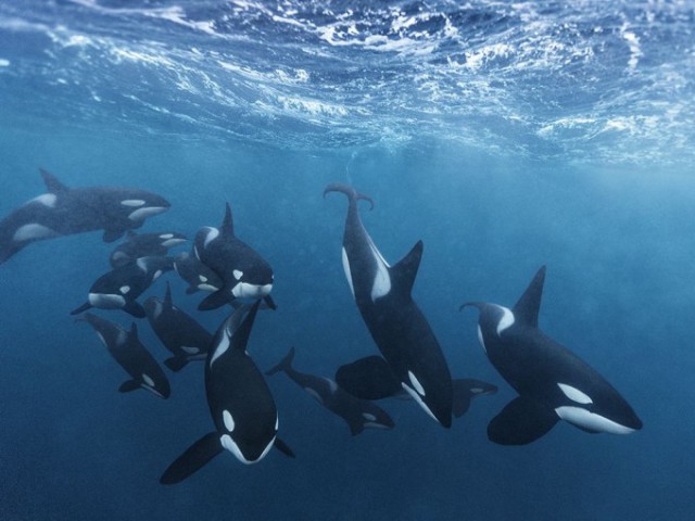 Лучшие фотографии National Geographic 2015