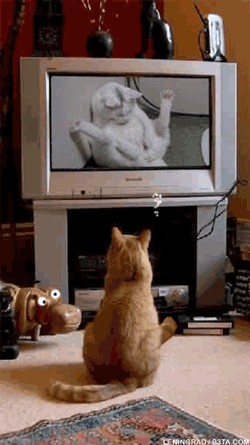 Коты, кошки, котята