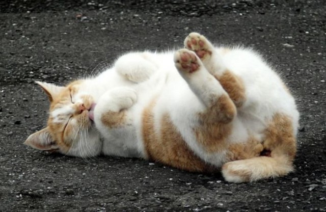 Демы к котовторнику!