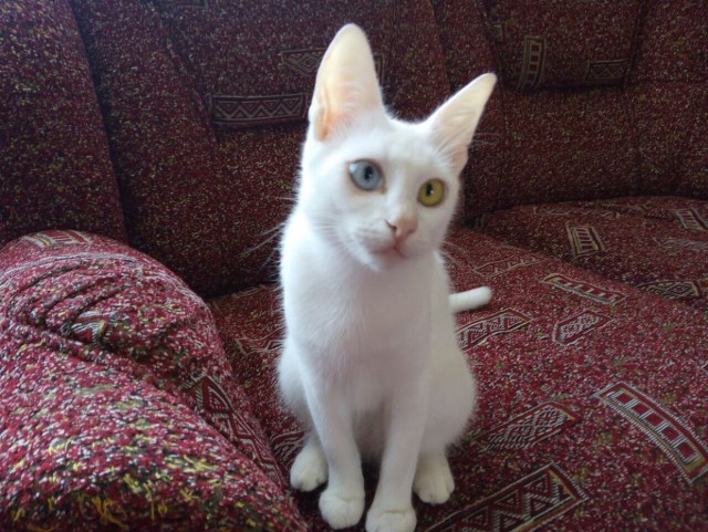 Котёнок с улицы