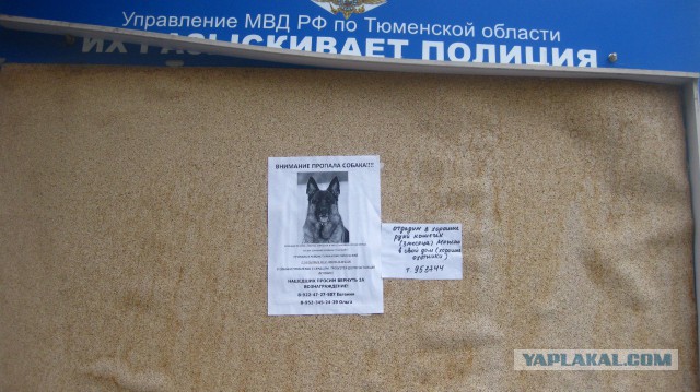 Весёлые картинки