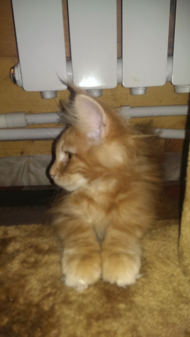 Котовторник 25.10. 2016
