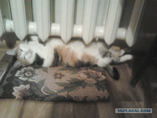Котовторник 15.11.2016
