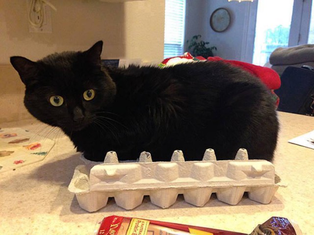 Коты из сети