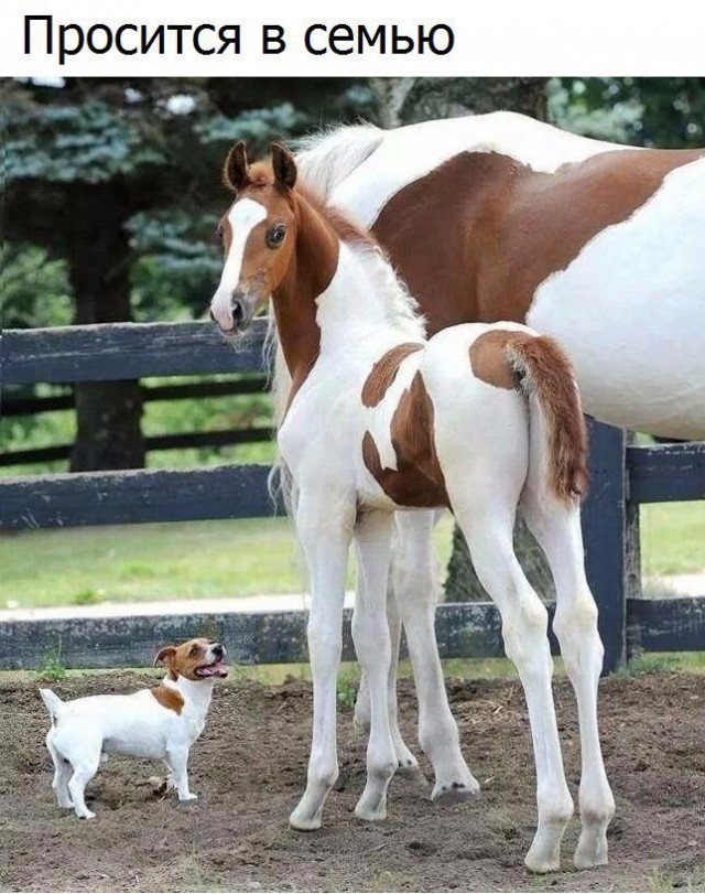 Самые смешные животные