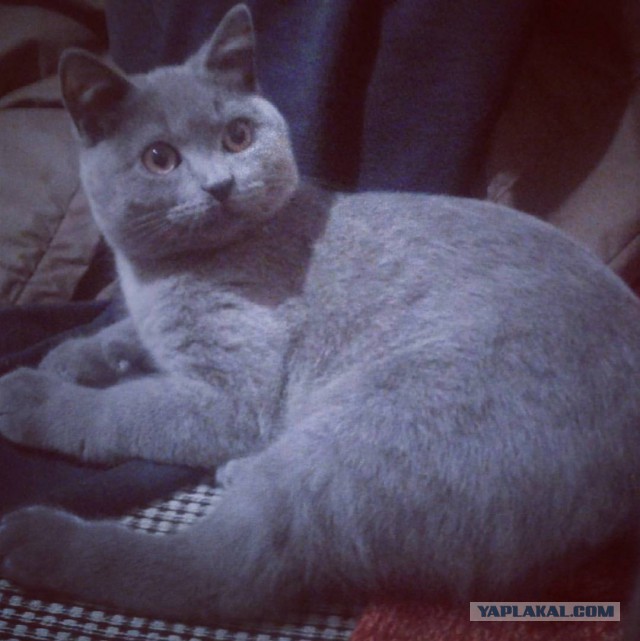 Котовторник 07.02.2017