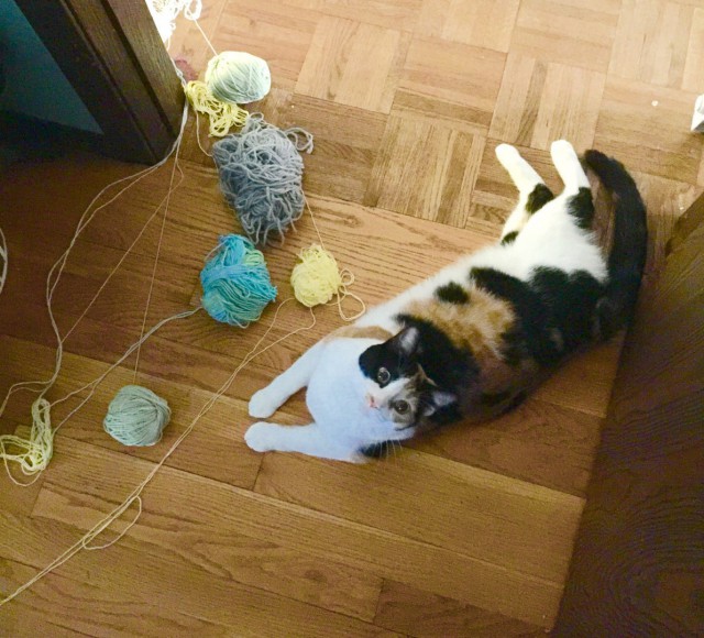Коты и Кошки