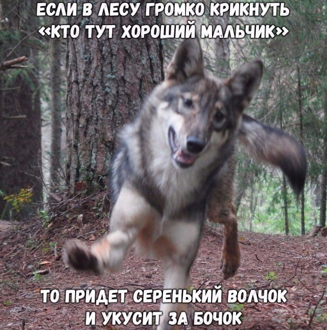 Подборка забавных животных