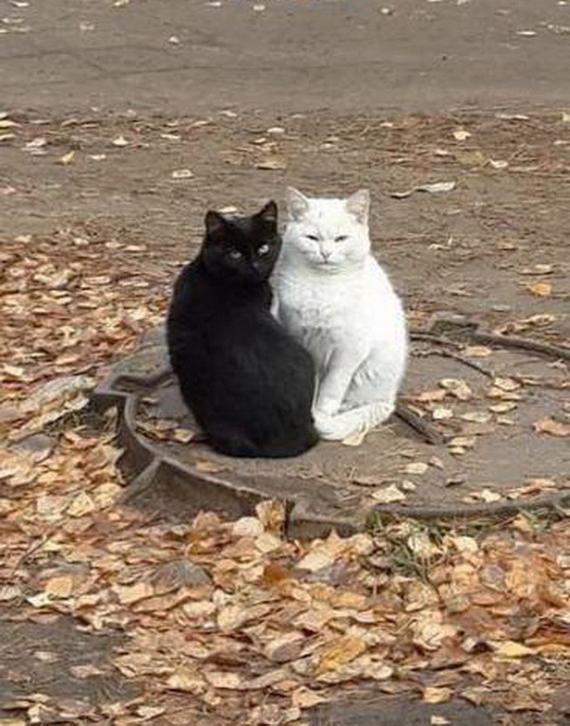 Коты и Кошки