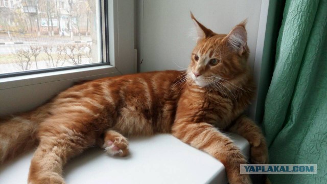 Котовторник 31.10.2017