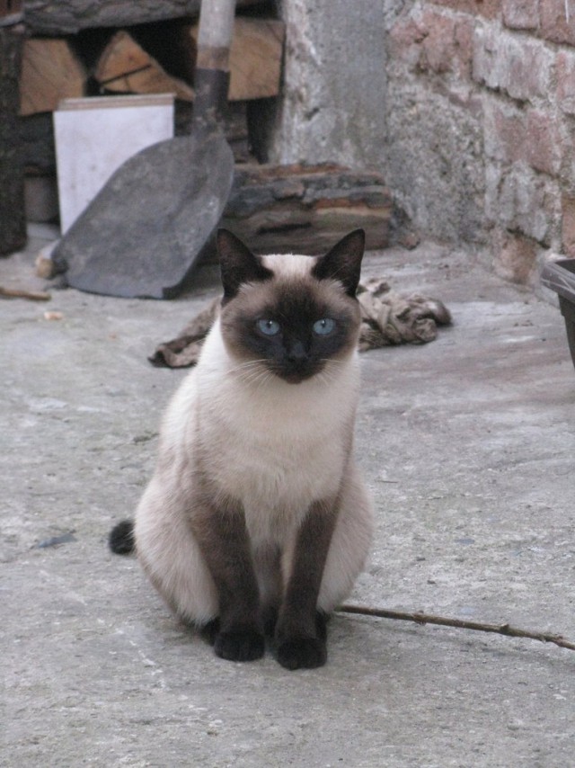 Коты и Кошки